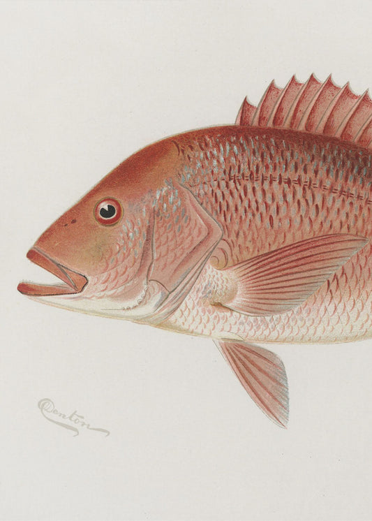 Red Snapper | Poster