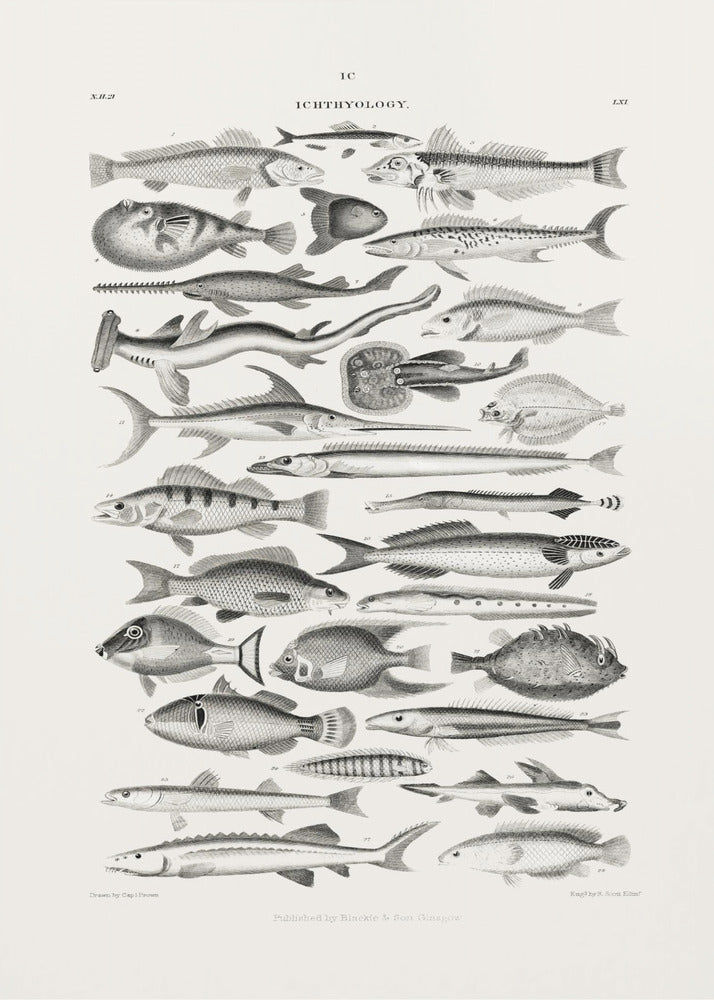 Sealife I | Canvas