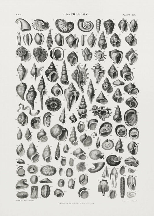 Sealife III | Canvas