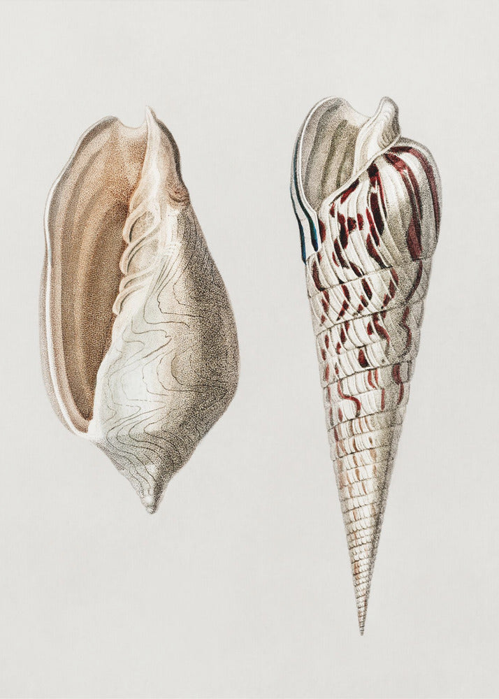 Two Mollusks Crop II | Canvas