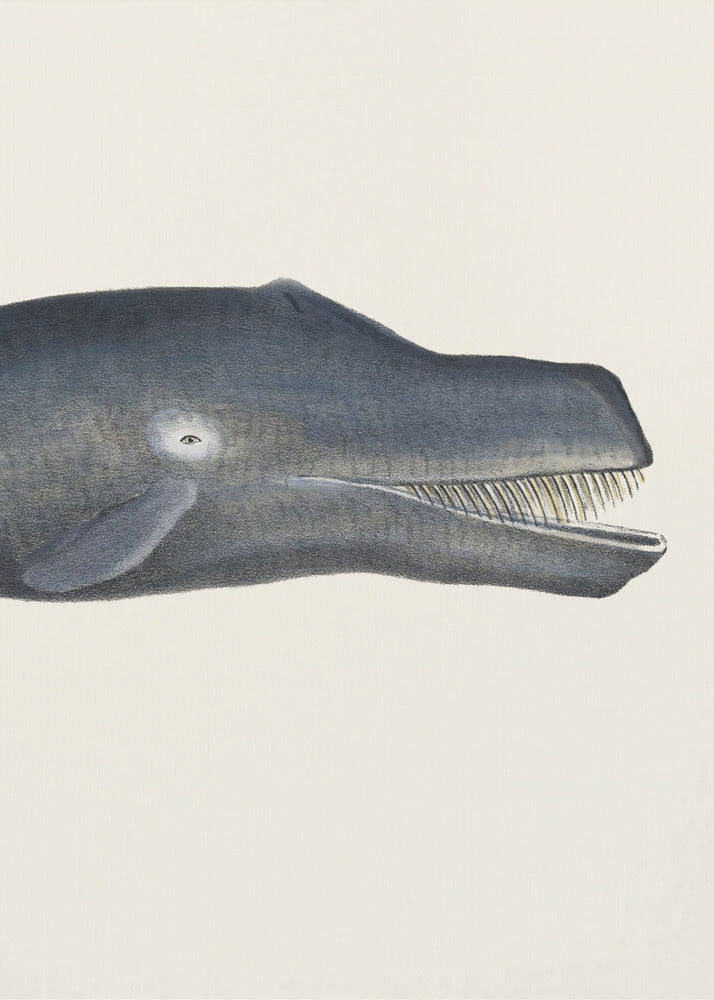 Whale I Tight Crop Handcolored Sealife Lithograph 1824 | Poster