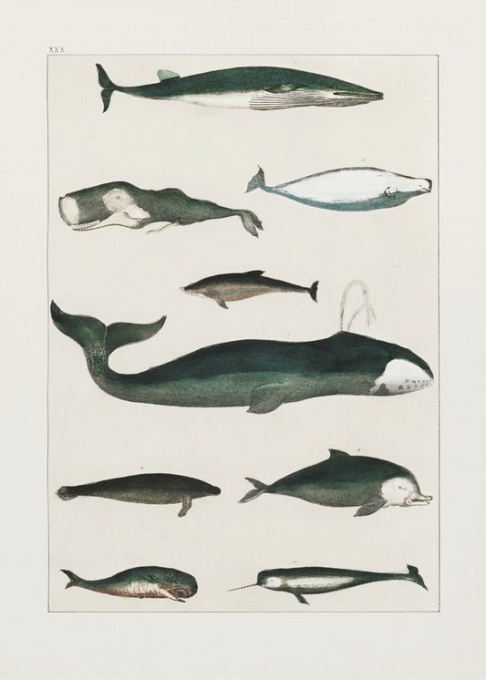 Vintage Whale Poster | Poster