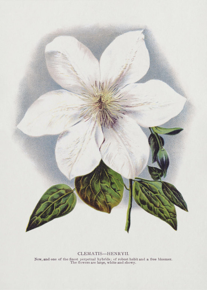 Clematis Flower Lithograph | Poster