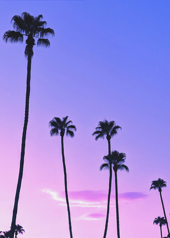 Palm Tree Sunset | Poster