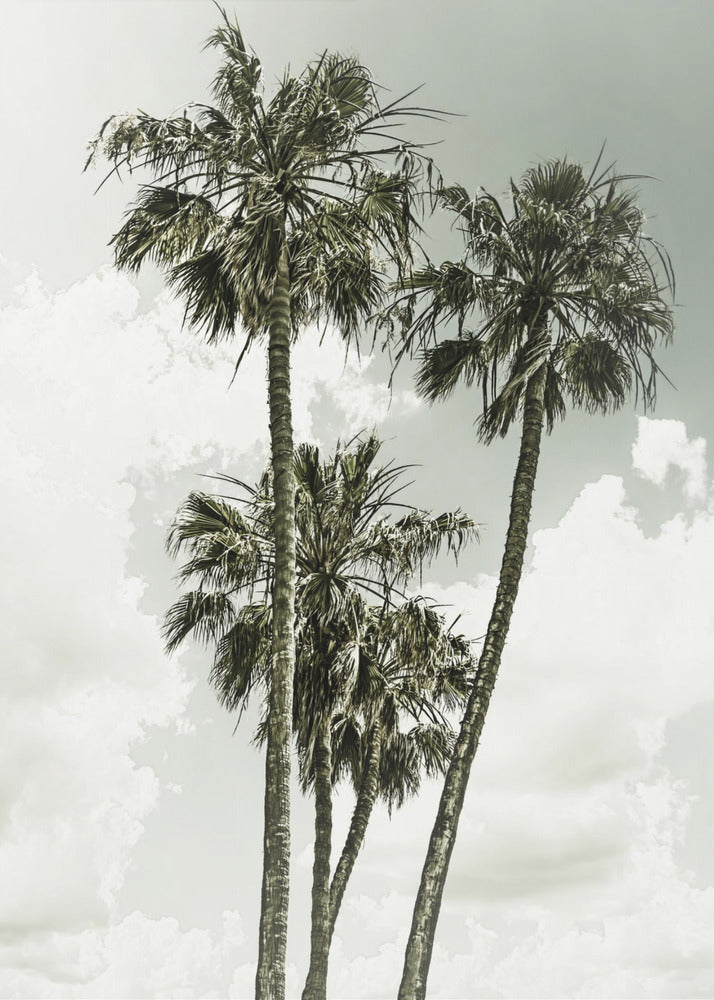 Palm Trees and sky | Vintage | Canvas