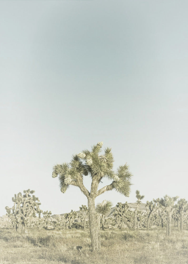 Vintage Joshua Tree National Park | Canvas