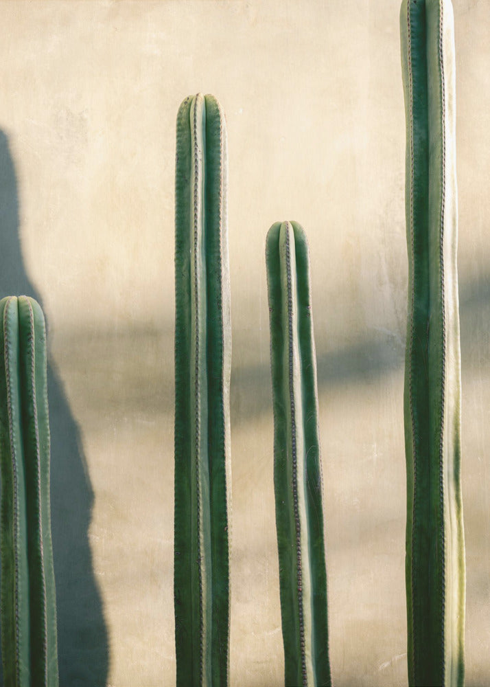 Oaxaca Shades of Green | Mexico travel photography | Poster
