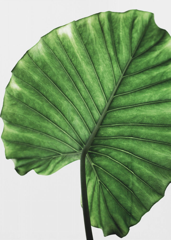 Leaves 11 | Canvas