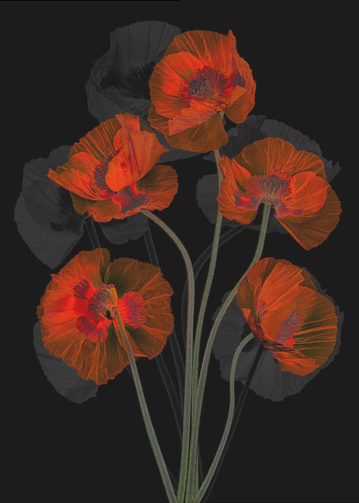 Glaceful Red Poppy | Poster
