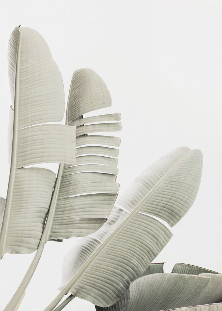 Banana leaf 2 | Poster