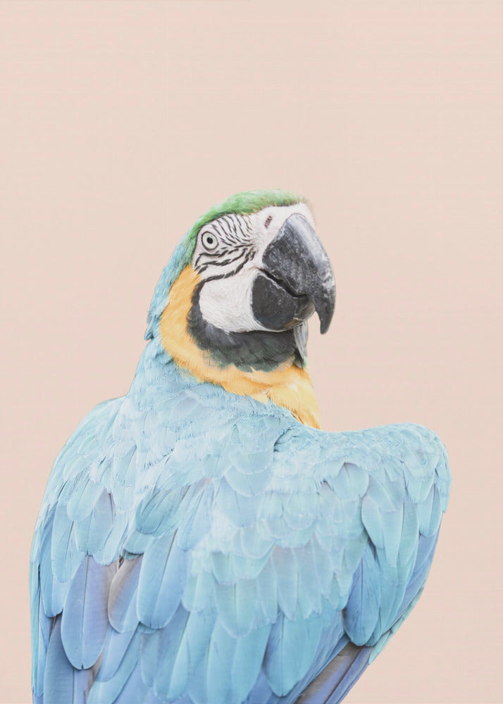 Blue Macaw | Poster