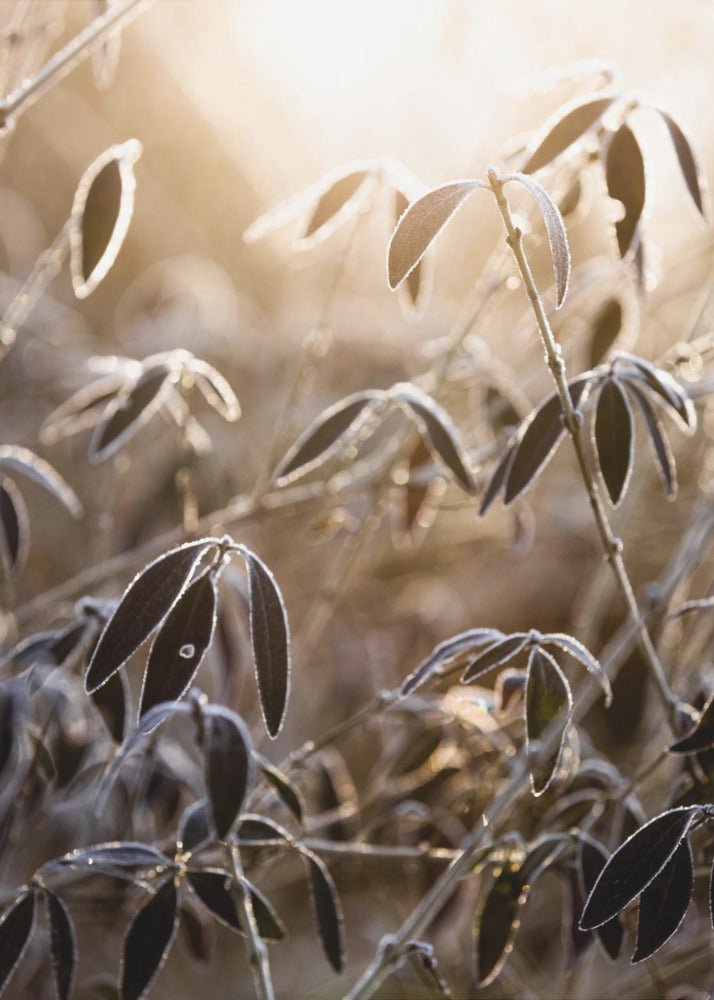 A Winter Morning 6 | Canvas