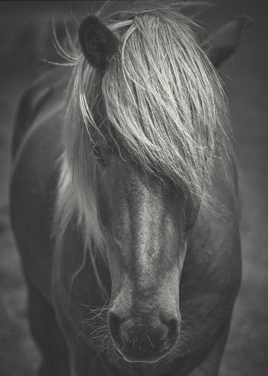 Alpine Surf Dude | Poster