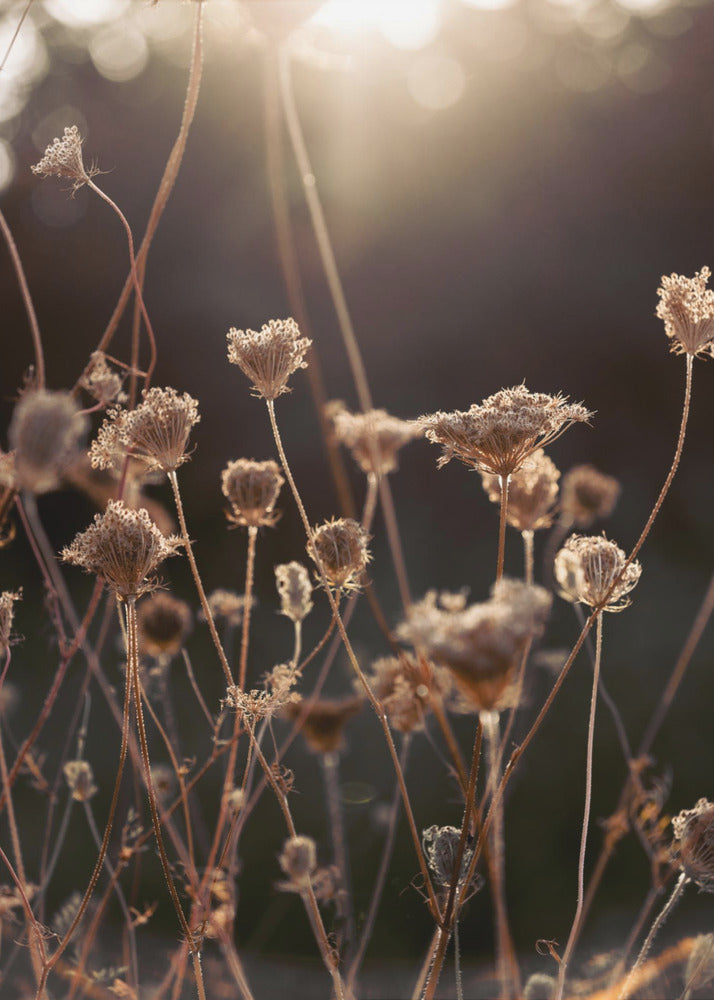 Warm Winter Light 2 | Canvas