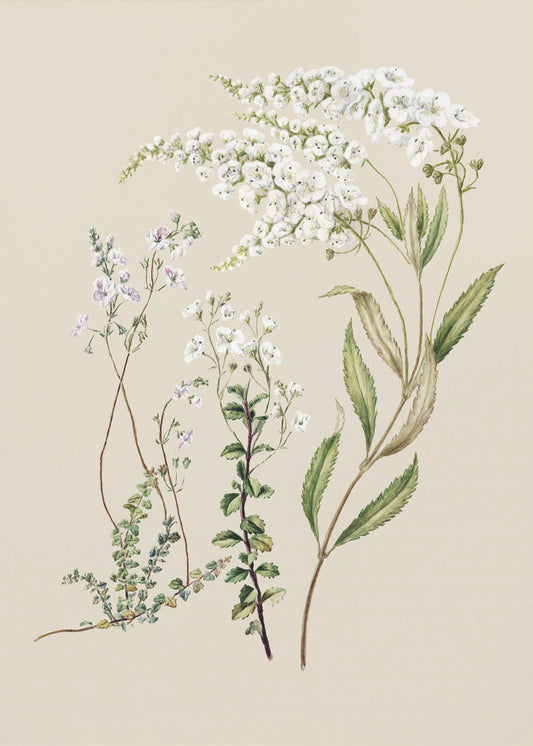 Veronica Drawn By Sarah Featon (1848–1927) | Poster