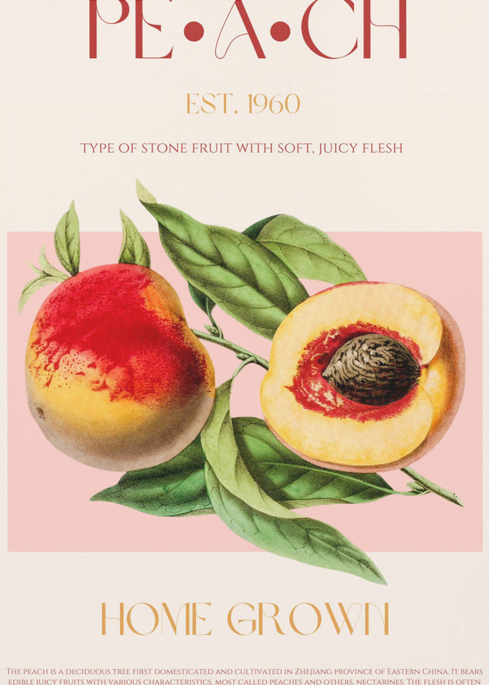 Vintage Style Peach Illustration | Canvas