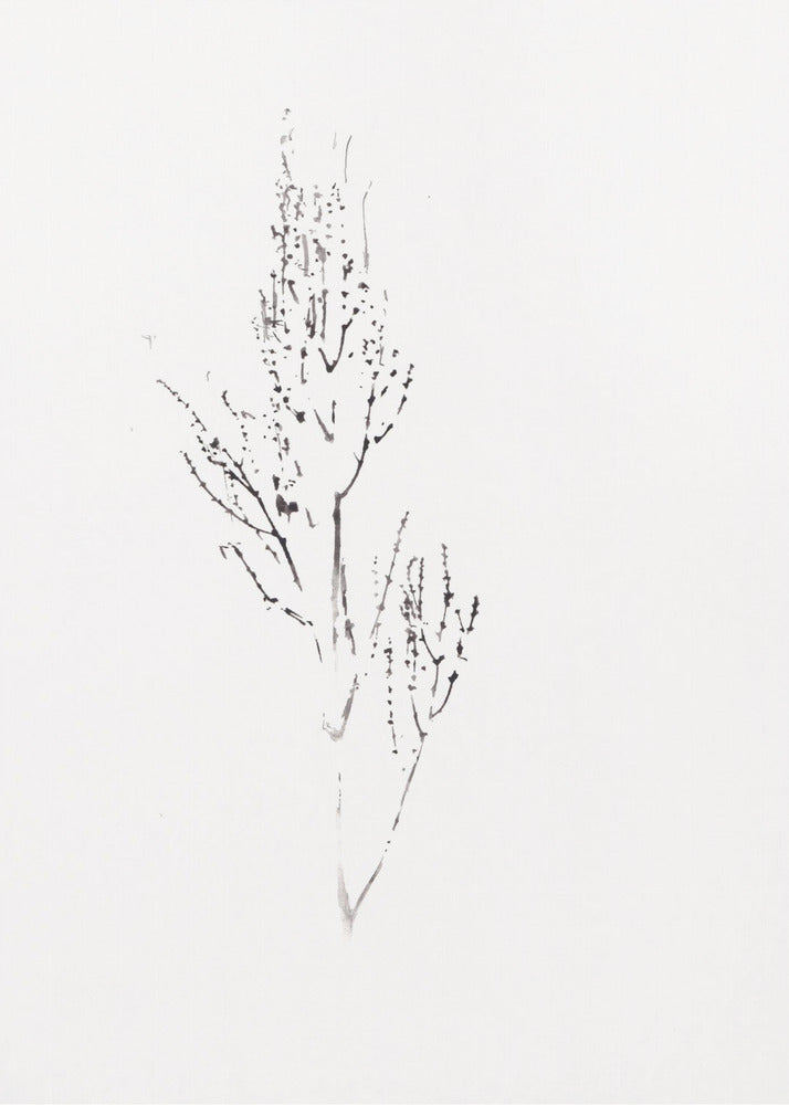 Plants | Canvas