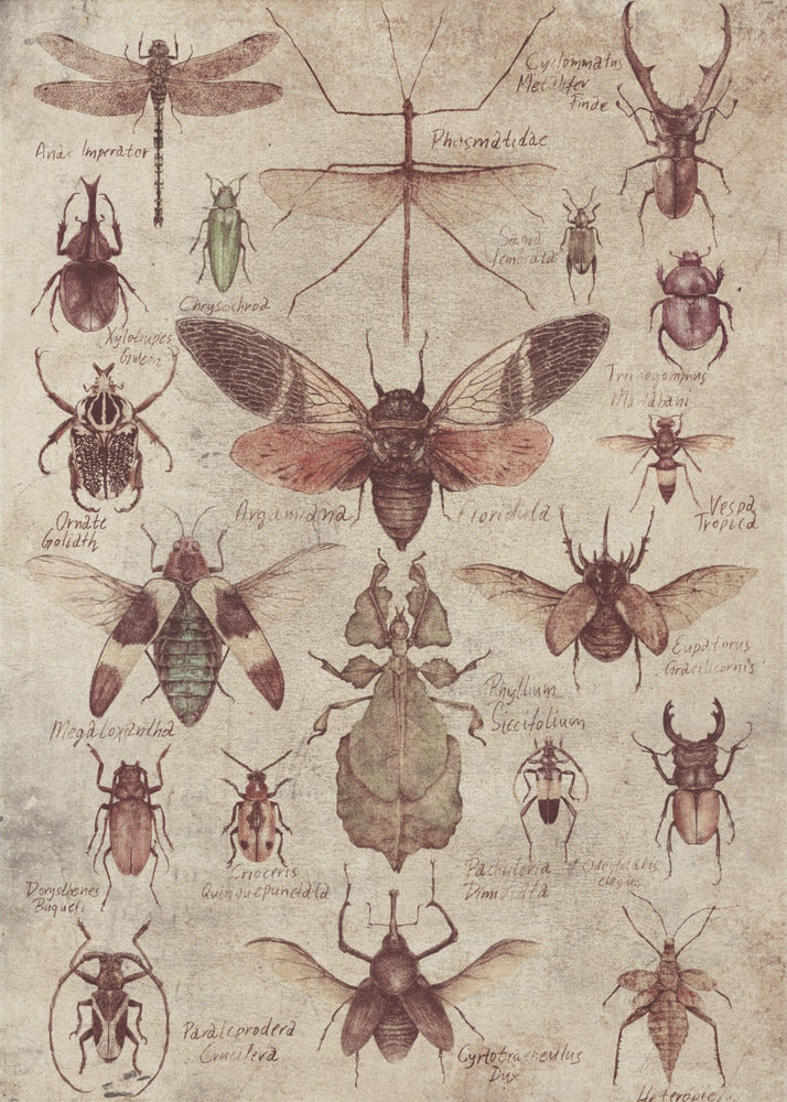 Vintage-style Insects | Canvas