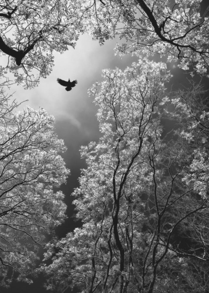 Flight | Canvas