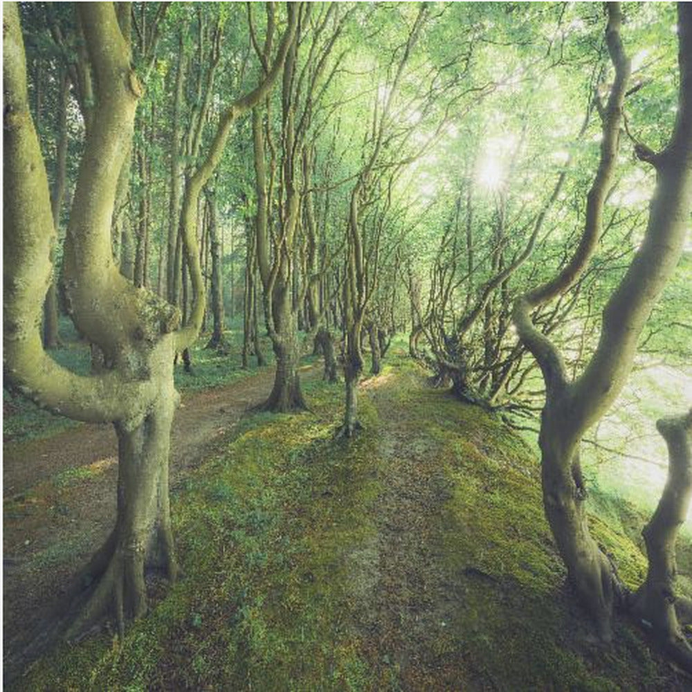 Crazy Lane | Canvas