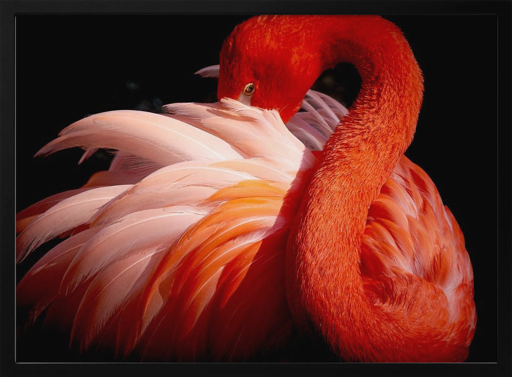 flamingo | Poster