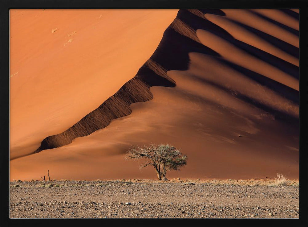 The dune and the tree | Poster