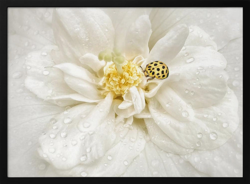 Dewdrops are the GEMS of morning | Poster