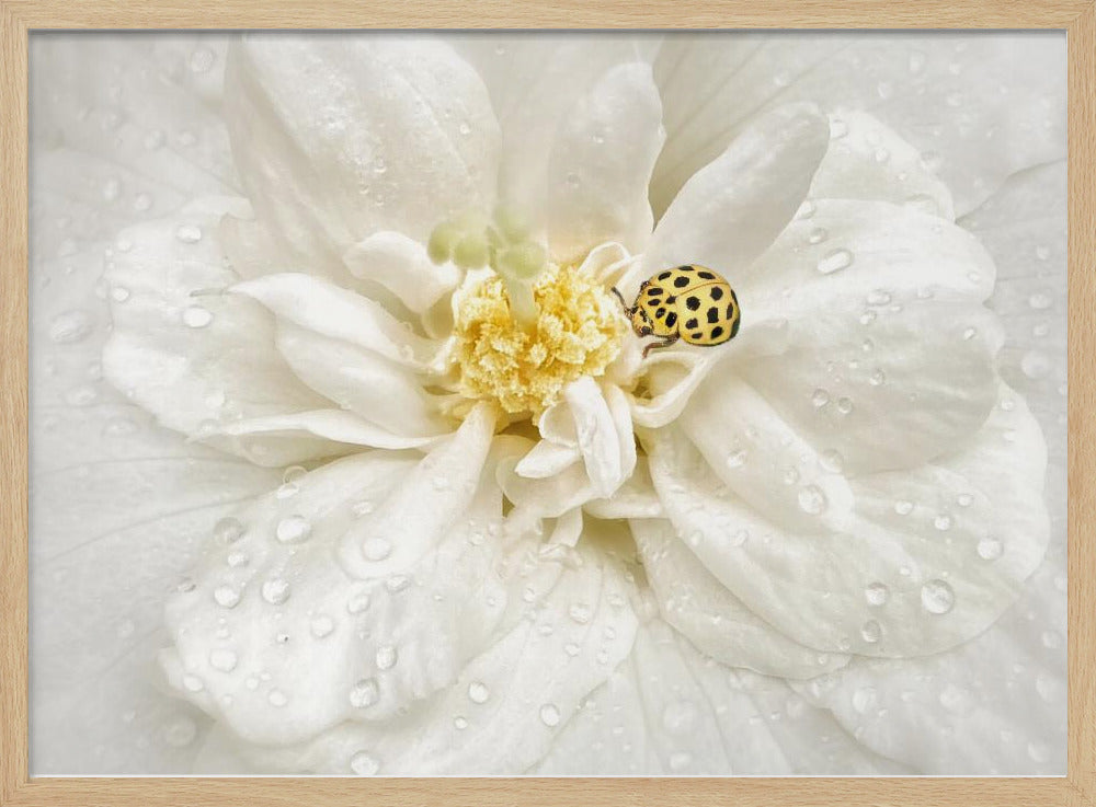 Dewdrops are the GEMS of morning | Poster