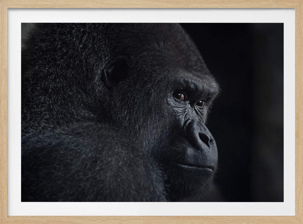 gorilla gaze | Poster