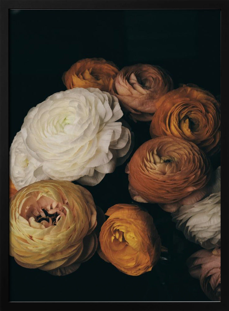 Ranunculus | Poster