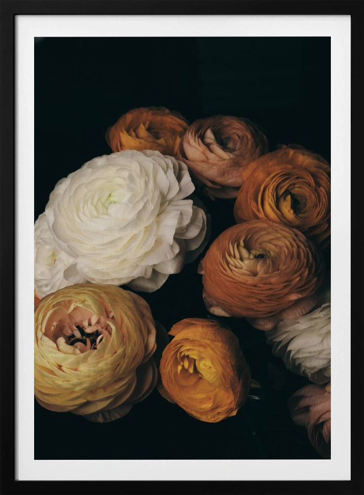 Ranunculus | Poster