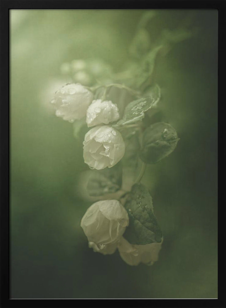 Jasmine | Poster
