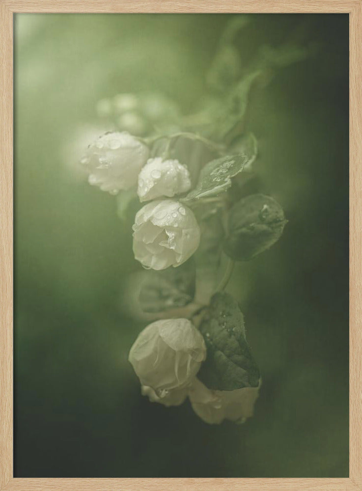 Jasmine | Poster