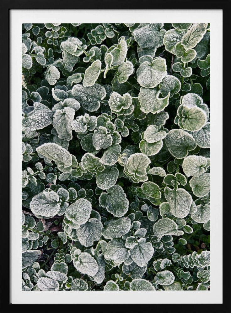 Frosted | Poster