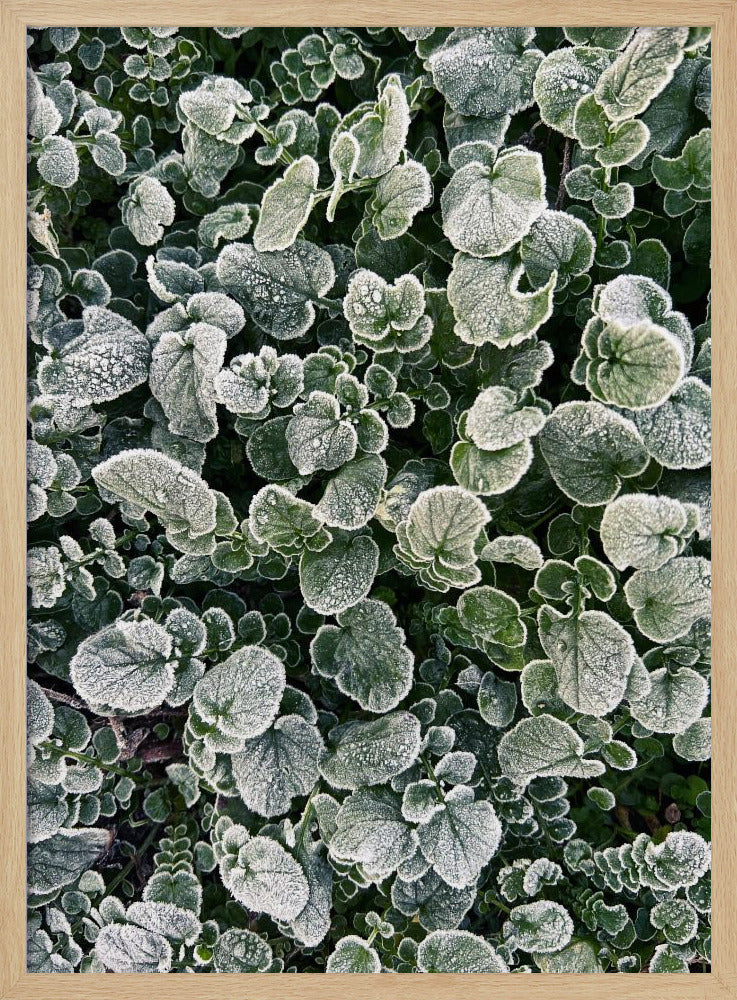 Frosted | Poster