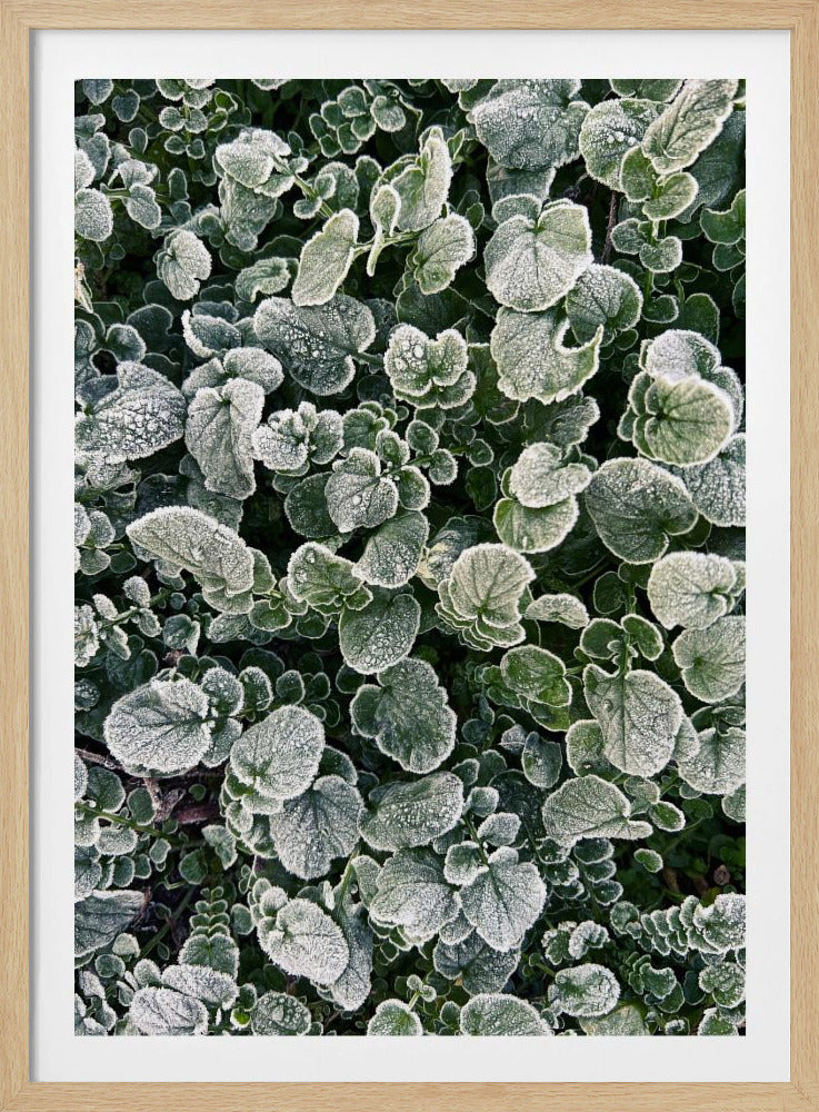 Frosted | Poster