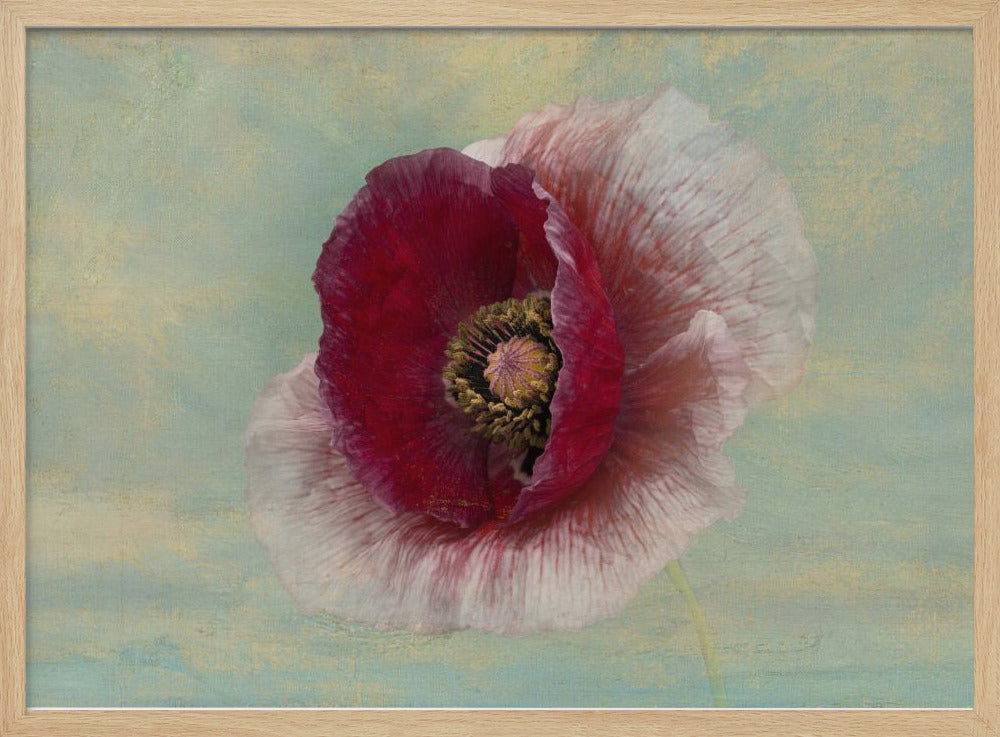 Burgundy Bonnet | Poster