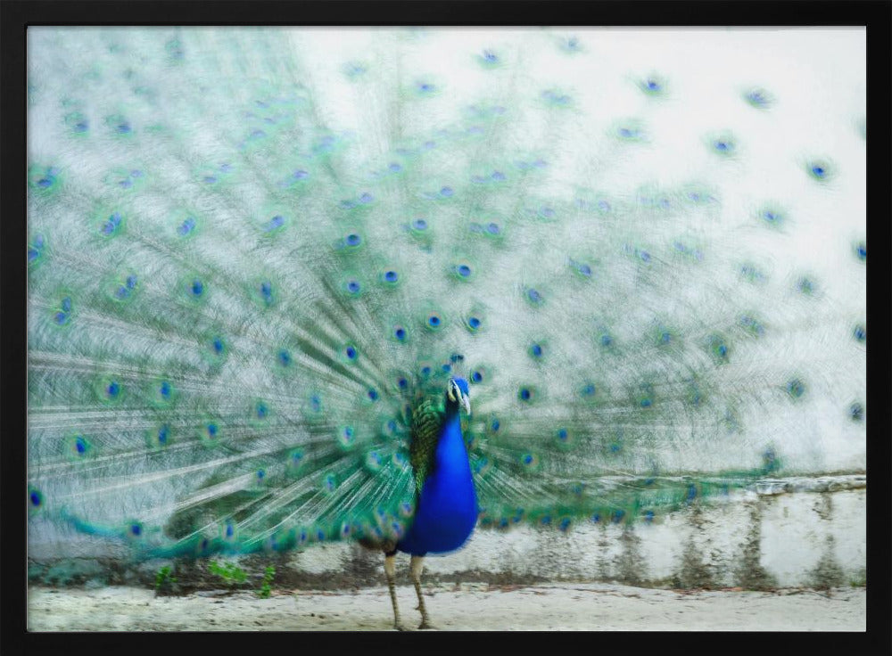 Peacock | Poster