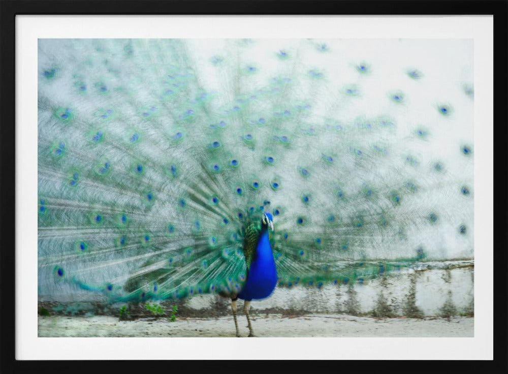 Peacock | Poster
