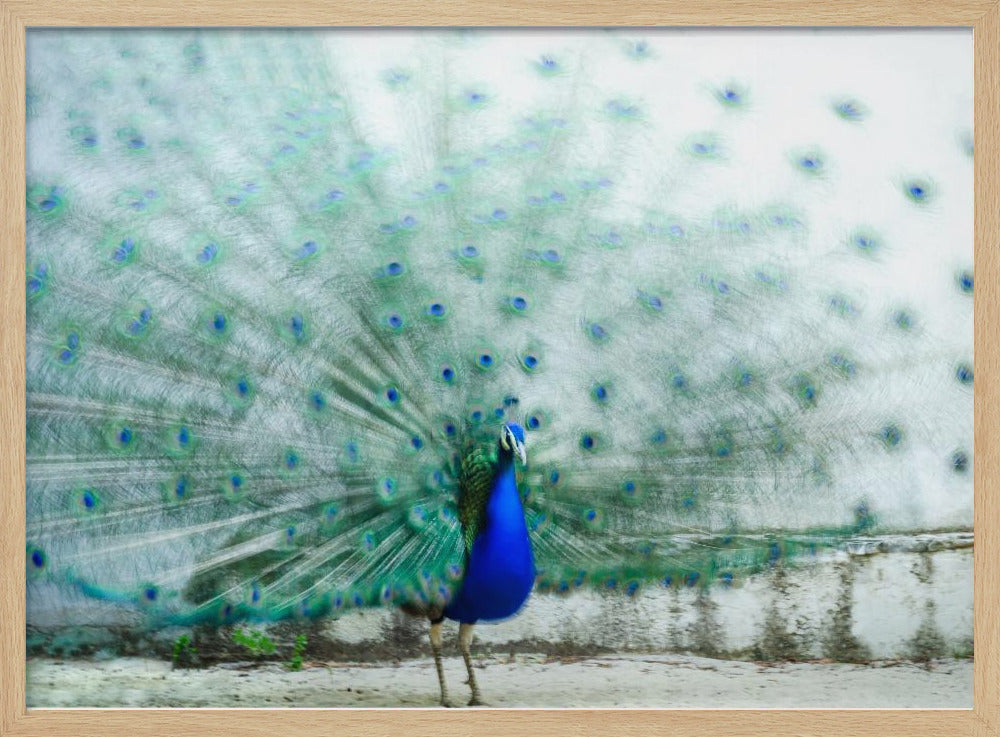 Peacock | Poster
