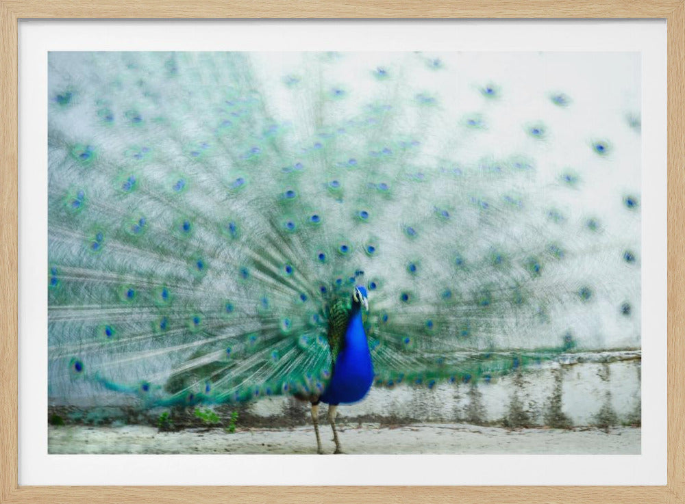Peacock | Poster
