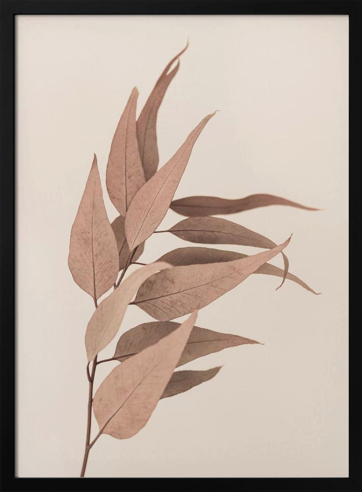 Dried Eucalyptus | Poster