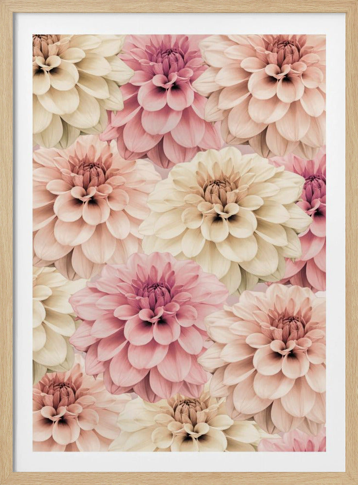 Dahlia | Poster
