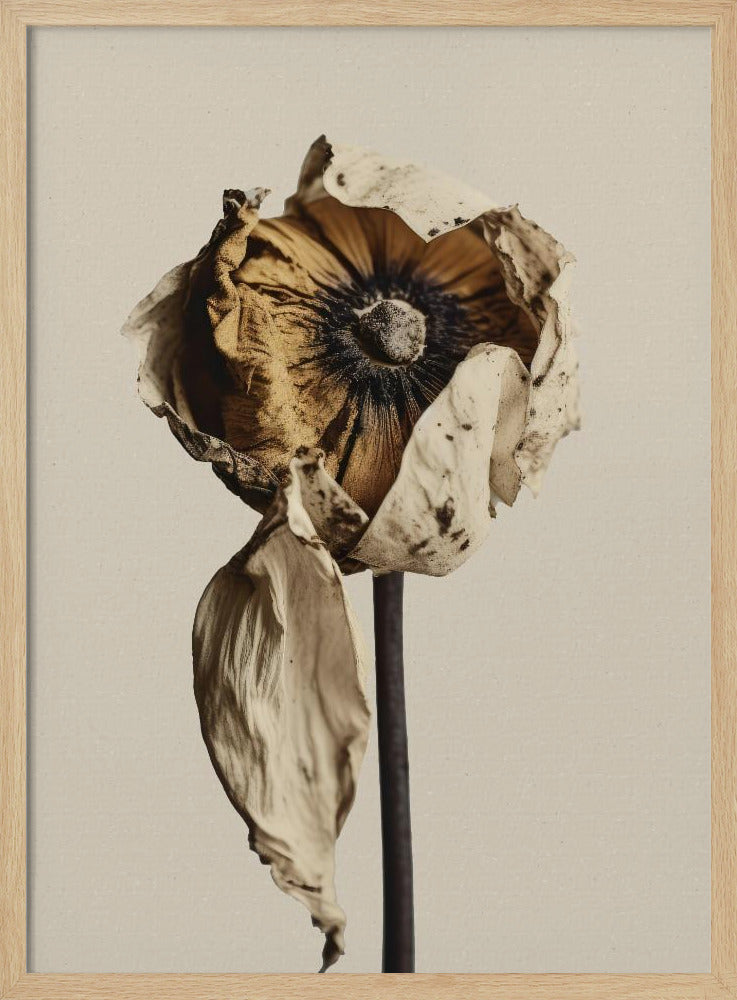 Fading Elegance | Poster