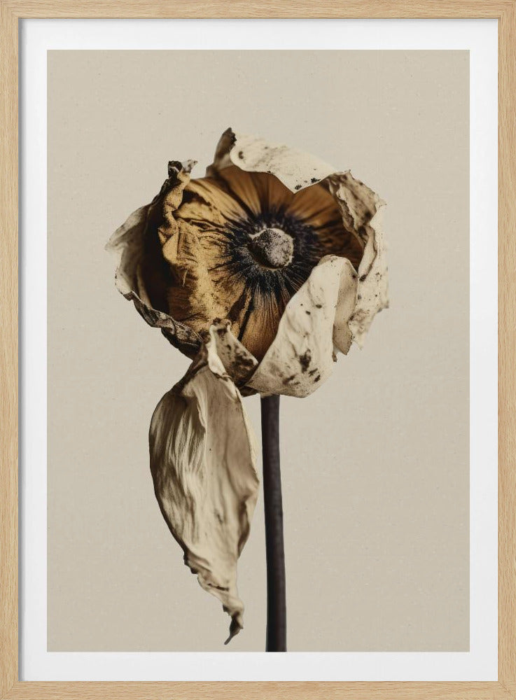 Fading Elegance | Poster