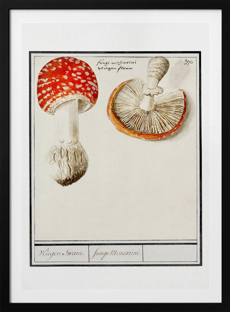 Fly Agaric, Amanita Muscaria | Poster
