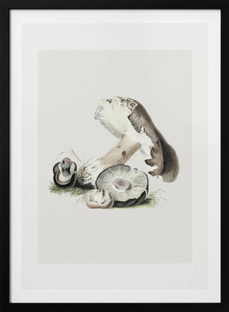 Vintage Agaricus Augustus Mushroom 50x70 | Poster