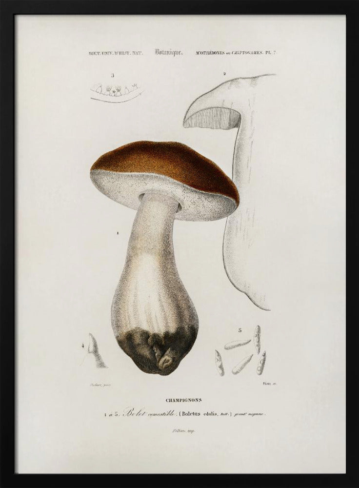 Penny Bun (boletus Edulis) | Poster