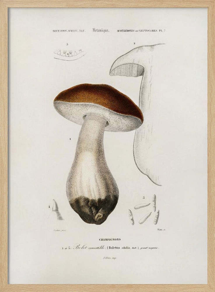 Penny Bun (boletus Edulis) | Poster