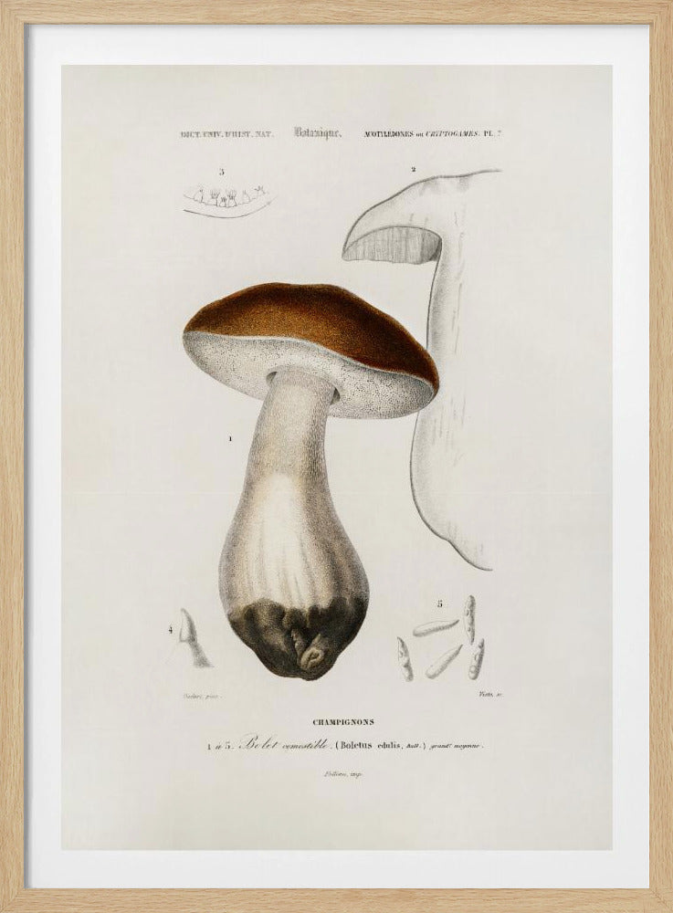 Penny Bun (boletus Edulis) | Poster